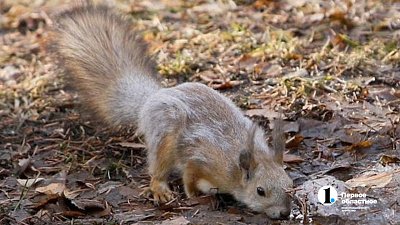 Роспотребнадзор предупредил южноуральцев о весенней угрозе от крыс и белок
