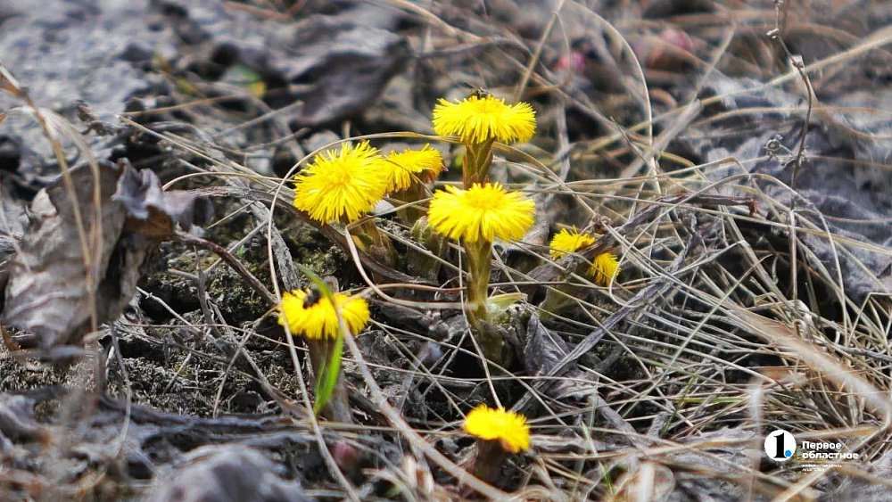 Март-2026 обновил полувековые температурные рекорды в Челябинской области