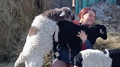 Школьница из Челябинской области выхаживает ягнят-отказников