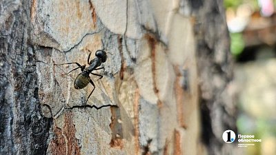 В нацпарке «Зигальга» муравьи «сообщили» о приходе весны