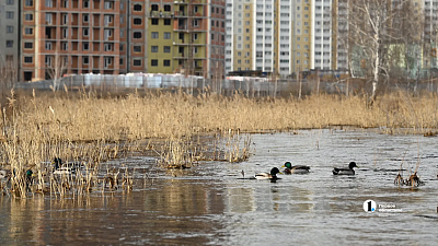 В Челябинской области очистятся источники, станет больше рыбы и птицы
