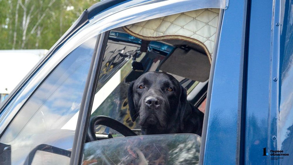 В Челябинске полиция задержала ночного взломщика автомашин