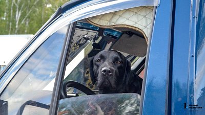 В Челябинске полиция задержала ночного взломщика автомашин