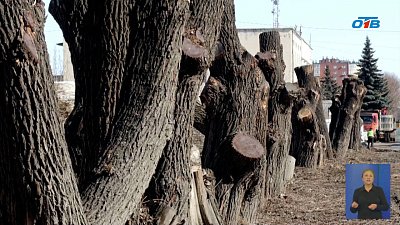 В Копейске стартовала плановая опиловка деревьев