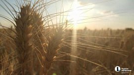 Сельхозпроизводители Южного Урала вышли на рынки Японии и Филиппин