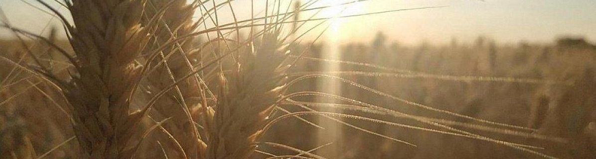 Сельхозпроизводители Южного Урала вышли на рынки Японии и Филиппин