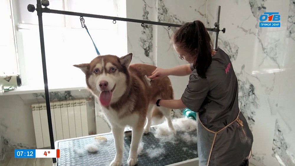 Весенние стрижки для собак в рубрике «Усы, лапы и хвост»