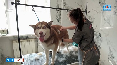 Весенние стрижки для собак в рубрике «Усы, лапы и хвост»