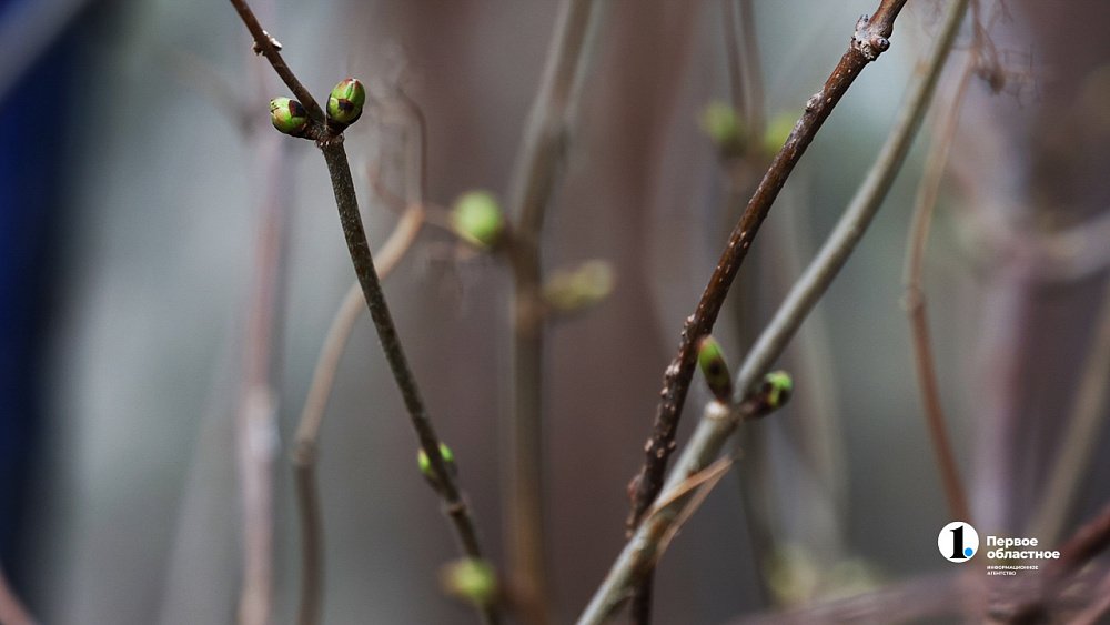 В Челябинской области пик периода аномального тепла придется на 2 апреля