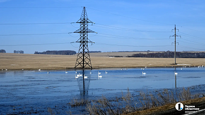 На озера Челябинской области к началу апреля прилетели лебеди