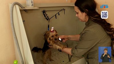 Жительница Кыштыма заключила соцконтракт и открыла салон для хвостатых