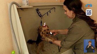 Жительница Кыштыма заключила соцконтракт и открыла салон для хвостатых