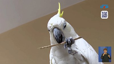 В Челябинском зоопарке можно увидеть потомков динозавров