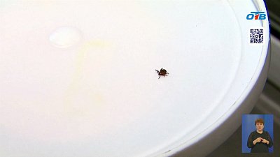 На Южном Урале зарегистрированы случаи укусов клещей