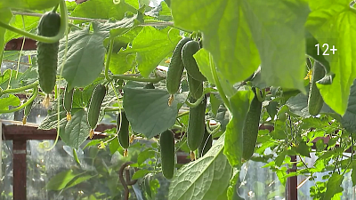 В новом выпуске «Зеленой передачи» расскажут, как выращивать огурцы