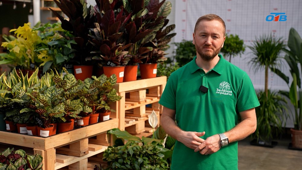 Какие работы необходимо срочно провести в саду