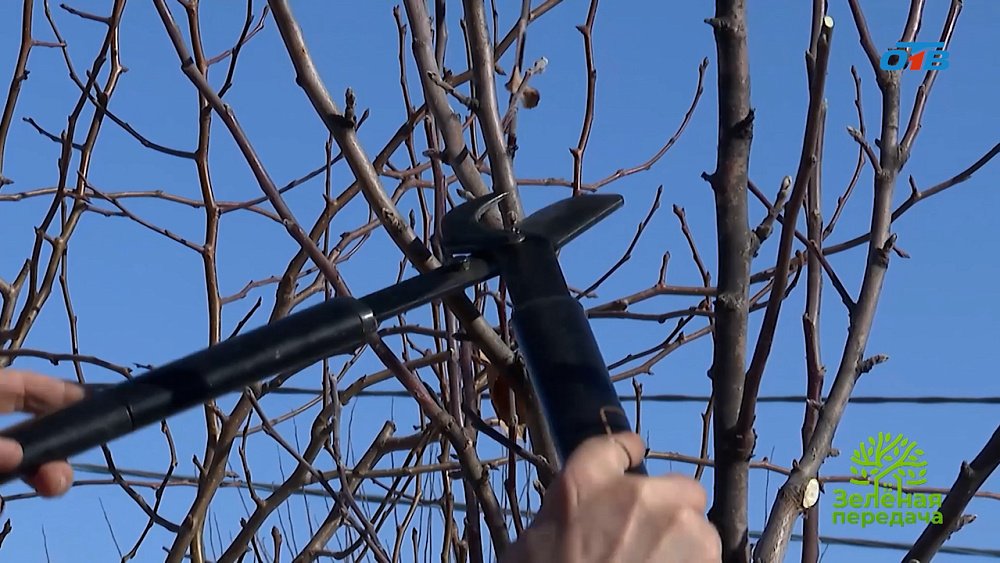 Как правильно обрезать плодовые деревья