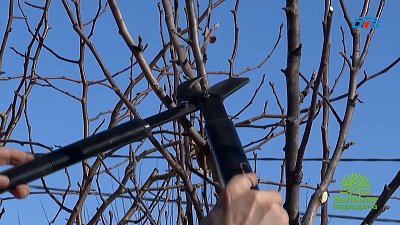 Как правильно обрезать плодовые деревья