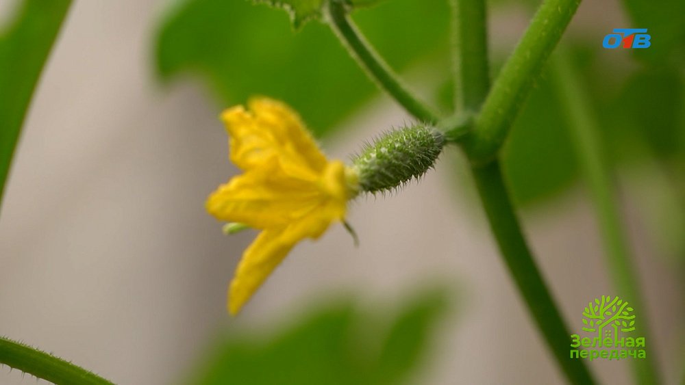 Секреты выращивания огурцов