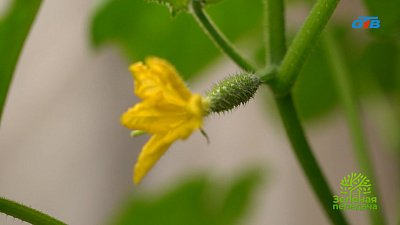 Секреты выращивания огурцов