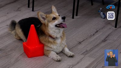 На Южном Урале детям участников СВО помогает канистерапия