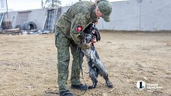 Челябинск отправил служебных собак в зону СВО для поиска пропавших