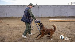 Челябинск отправил служебных собак в зону СВО для поиска пропавших