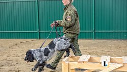 Челябинск отправил служебных собак в зону СВО для поиска пропавших
