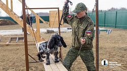 Челябинск отправил служебных собак в зону СВО для поиска пропавших