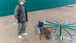 Челябинск отправил служебных собак в зону СВО для поиска пропавших