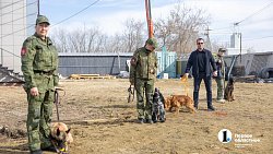 Челябинск отправил служебных собак в зону СВО для поиска пропавших