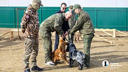 Челябинск отправил служебных собак в зону СВО для поиска пропавших
