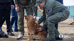 Челябинск отправил служебных собак в зону СВО для поиска пропавших