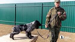 Челябинск отправил служебных собак в зону СВО для поиска пропавших