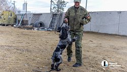 Челябинск отправил служебных собак в зону СВО для поиска пропавших