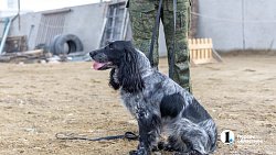 Челябинск отправил служебных собак в зону СВО для поиска пропавших