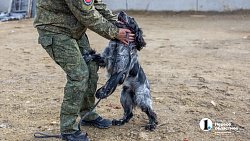 Челябинск отправил служебных собак в зону СВО для поиска пропавших
