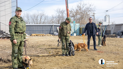 Четыре собаки из Челябинской области отправились служить в Авдеевку