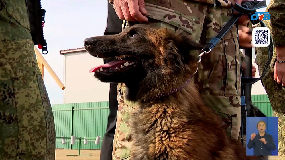 Южноуральские собаки-поисковики отправятся на СВО