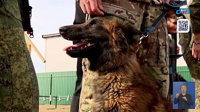 Южноуральские собаки-поисковики отправятся на СВО