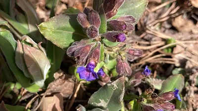 Медуница мягкая распустилась на Таганае на три недели раньше обычного