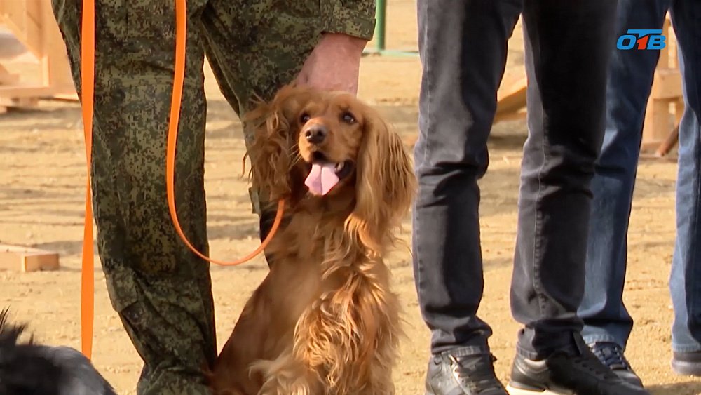 Из Челябинска в зону СВО отправили обученных собак