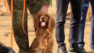 Из Челябинска в зону СВО отправили обученных собак