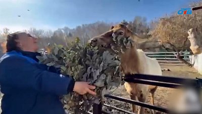 У марала из Челябинского зоопарка растут новые рога