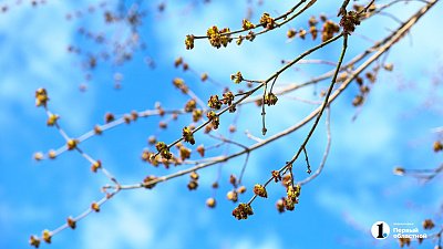 Тихой и очень теплой выдастся в Челябинской области среда, 8 апреля