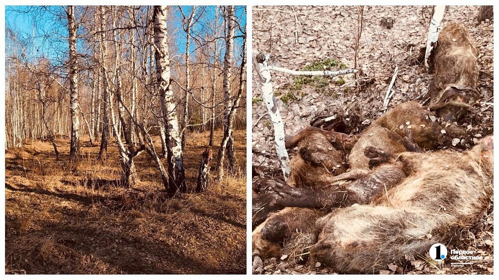 В Уйском округе в карьере нашли шесть трупов свиней