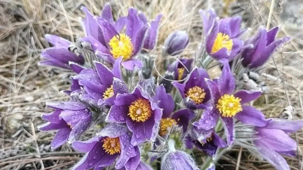 Первоцветы украсили особо охраняемые территории Челябинской области