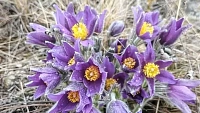 Первоцветы украсили особо охраняемые территории Челябинской области