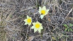 Первоцветы украсили особо охраняемые территории Челябинской области