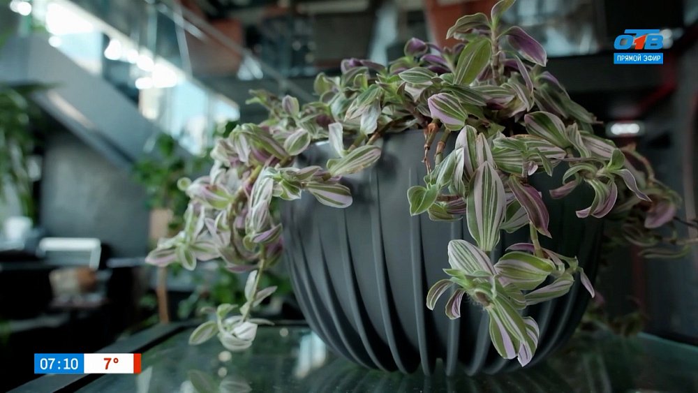 Уход за комнатными растениями после зимы в рубрике «Домашняя оранжерея»